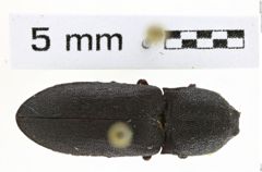Foto (Dorsalansicht) von Lacon sparsus (NHMW-ZOO-COL-0008157)